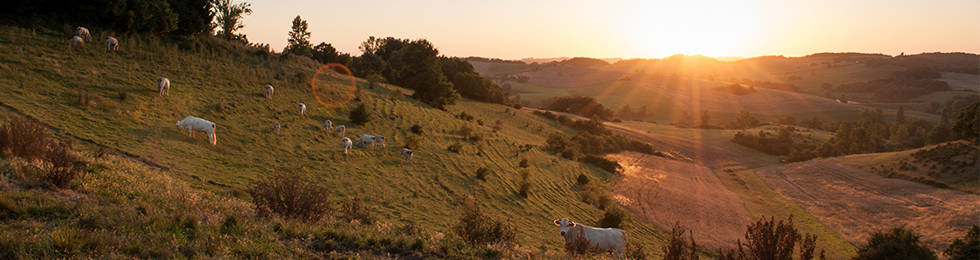 kuh_berge_sonnenuntergang